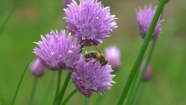 Honey bee pollinating purple chives blossoms in springtime. Macro shot of a bee searching for nectar on beautiful blooming chive plant. 4K macro video