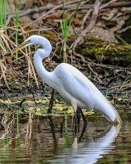 Great White Egret