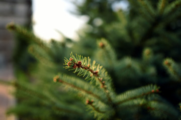 A little blue fir in spring forest