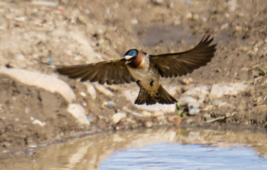 cliff swallow in flight