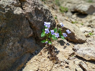 Flower on the rocks