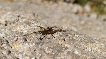 Just a spider on a rock