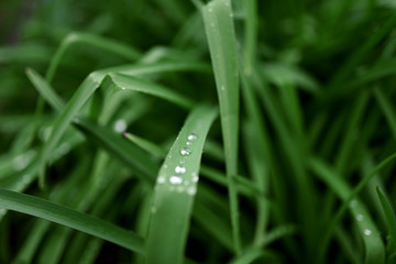 Little rain drops on garden plants in green blooming garden