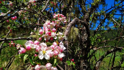Blossomed apple - crabapple