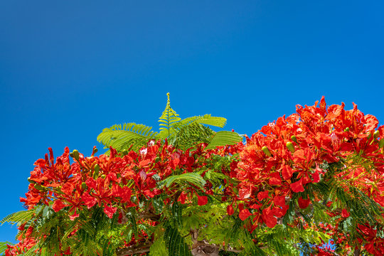Rote Bl&uuml;ten eines Flammenbaums (Delonix regia)
