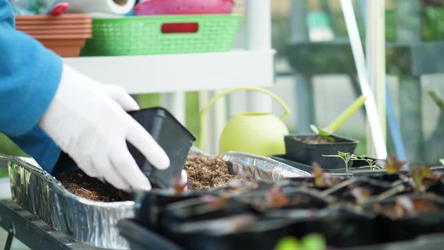 Gardener potting a seedling in her backyard greenhouse with white gloves on in slow motion. Growing organic vegetables in a garden. 