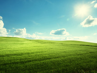 field of grass and perfect blue sky
