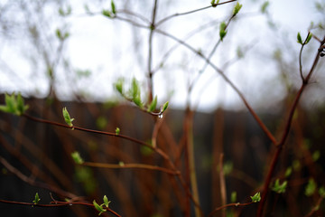 Little green buds on trees in spring blooming garden