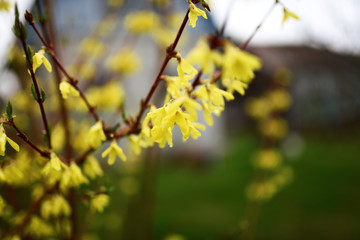 Yellow bush in spring blooming garden