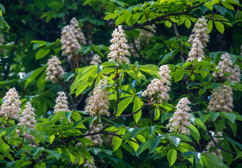 branches with chestnut flowers