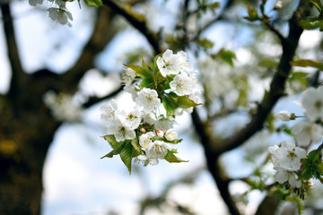 A beautiful blooming sweet cherry tree in spring garden
