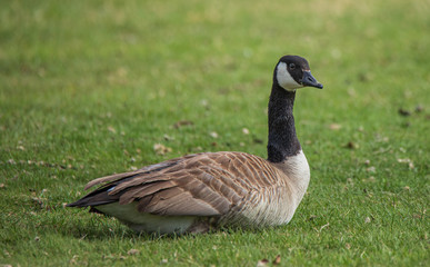 canada goose on the grass