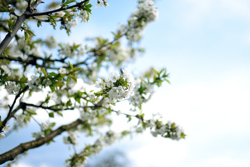 A beautiful blooming sweet cherry tree in spring garden