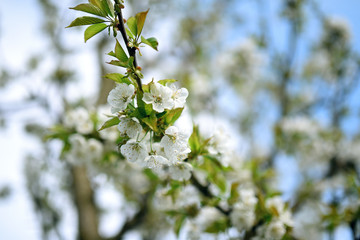 A beautiful blooming sweet cherry tree in spring garden