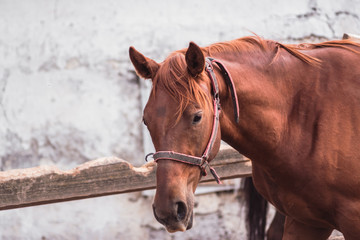 Portrait of a beautiful brown horse. Horse farm.