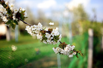 Obraz premium A beautiful blooming sweet cherry tree in spring garden