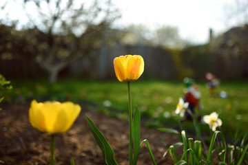 Fototapeta premium Tulips in spring blooming garden