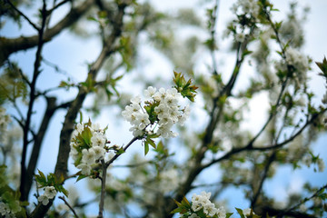 A beautiful blooming sweet cherry tree in spring garden