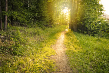 Obraz premium Path in the forest