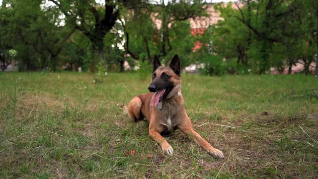 Belgian Malinois Lies In A Park On The Grass With An Open Mouth From Which Sticks Out Tongue Slow Motion Video. The Dog Is Resting On The Ground. Dog Training Concept Video