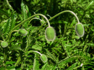Green Bud Poppy flowers with Nature Background