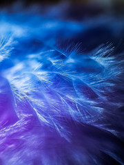  blue feathers macro with water drops 