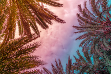 Palmen und Wolkenhimmel im Vintage-Look
