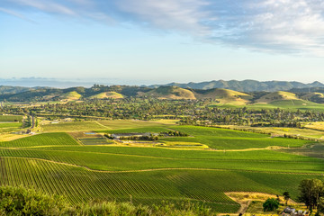 Fototapeta na wymiar Vineyards from View in Countryside 