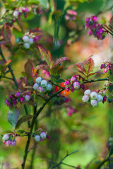 Blossoming tender white-pink flowers bush garden blueberries.