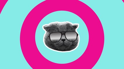 Sunglasses fashion. Cool cat head changing stylish eyewear on blue pink minimal motion art background.