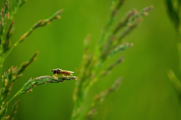 A tiny insect on a blade of grass on a green background of a beautiful meadow.
