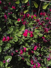 Close-up view of Salvia microphylla 'Pink Blush' with its bright pink flowering. This sage shrub flowers continuously from spring to fall.
