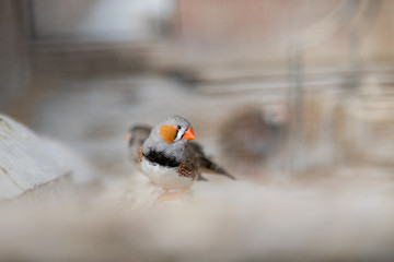small brown bird looking camera