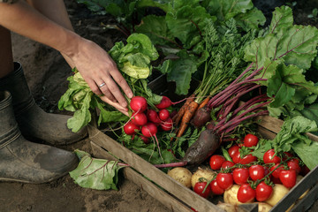 Farmer folding fresh vegetables in wooden box on farm at sunset. Woman hands holding freshly bunch...