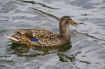 Female Mallard in Water