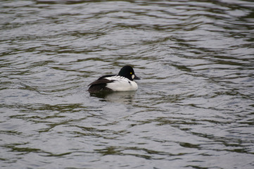 Male Common Goldeneye in Water