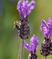 honey bee feeding on lavender