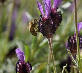 honey bee feeding on lavender