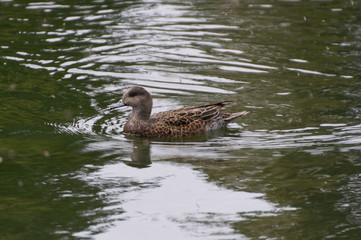 Female American Wigeon