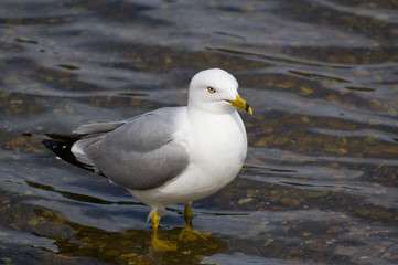 Ring-billed Gull in Water
