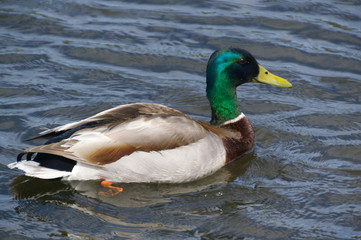 Male Mallard