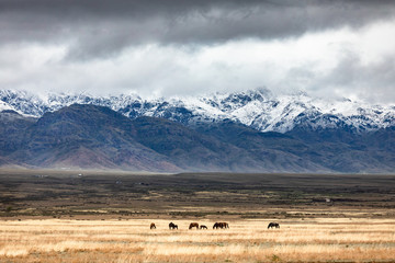 horses on pasture dramatic sky over golden steppe