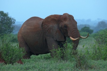 African tsavo red elephant 