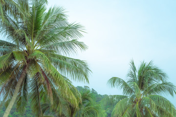 green fluffy palm trees against the sky, copy space