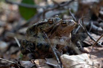 Frosch Kröte