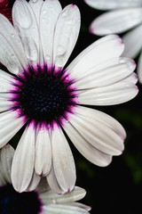 White flowers with rain drops. Close up macro photography of nature. Colorful white flowers. Nature of New York, in Central Park.