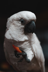 parrot 