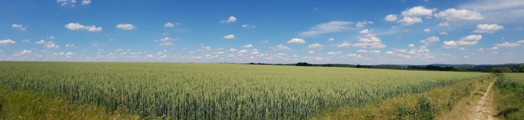field of wheat