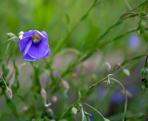 Spring purple bells on tall stems on a sunny day.