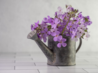 Rustic metal watering can filled with purple wildflowers on a white subway tile counter and a plaster wall behind it.  A little bit of nature brought indoors for some still life photography.